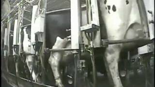 Mercy For Animals - New York S Largest Dairy Farm Investigation