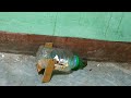 How to make mouse traps with plastic bottle | Easy Mouse Trap | Idea Rat Trap Homemade
