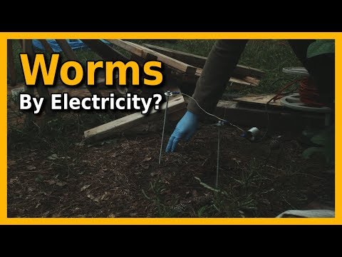 Worms Electric | Does It Work?