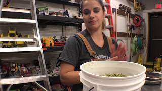 Brewing Blueberry Fortune with Denton County Brewing Company