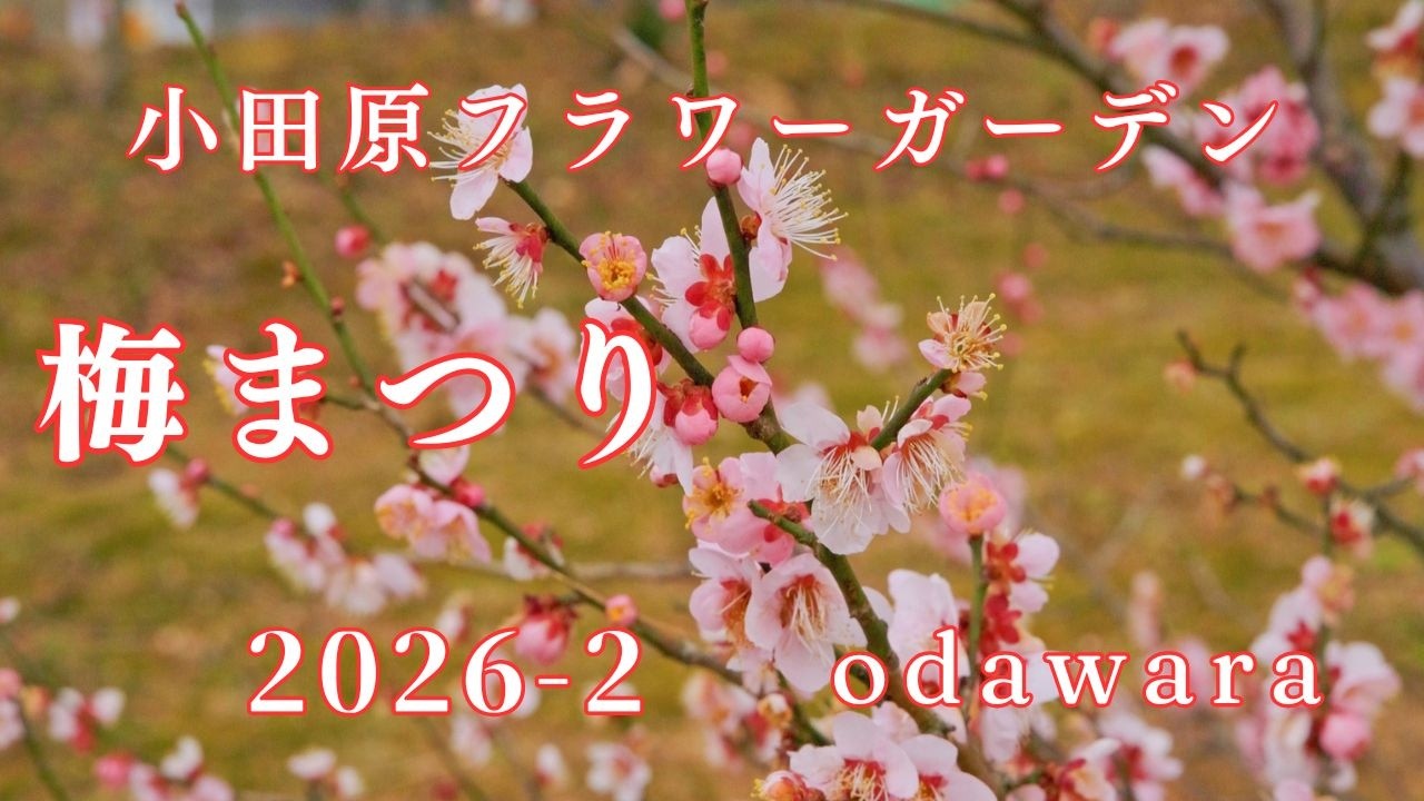 小田原フラワーガーデン　梅まつり