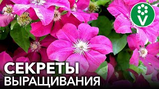 РОСКОШНЫЕ КЛЕМАТИСЫ В САДУ! Как посадить и размножить клематисы