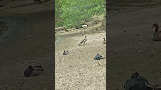 Bad Quacks. Aka Bad Moms Aka Exs