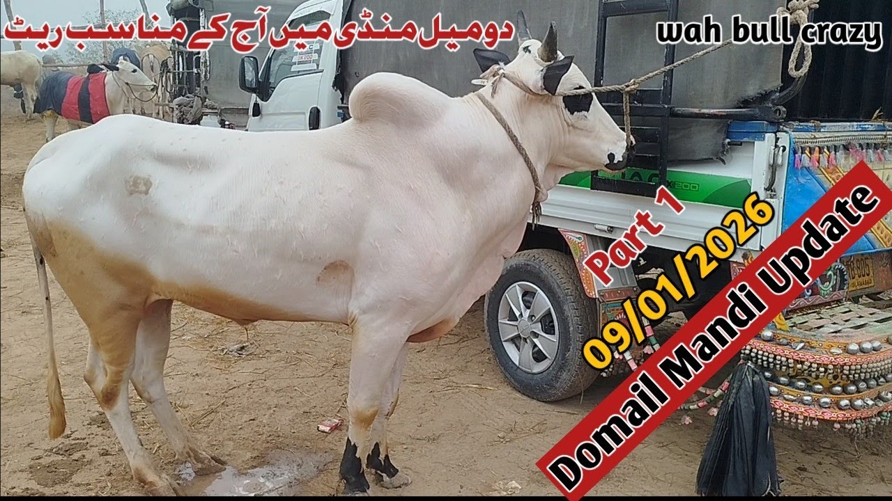 Today Domail Mandi Latest 9/01/2026 Fatehjangi Rate's Update