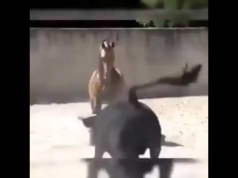 سيبك من الكلام الله العظيم الراجل راجل