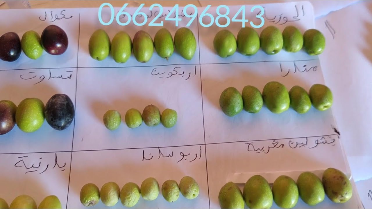 #المنارة والمقارنة مع بعض الاصناف الجديدة
