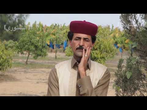 فتح الله الصبيحى غناوى علم صوب خليل 