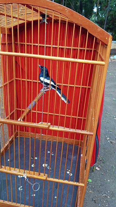PALING DICARI KICAU MANIA SUARA BURUNG SEPERTI INI PANCINGAN CEPAT NGEPLONG