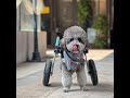 Инвалидная коляска для собак10-27