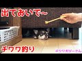 チワワの変顔が可愛い❤️ソファ下から愛犬を誘い出す朝の戦いww【モーニングルーティン】