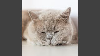 Harmonious Purr Echoes with Blissful Melodies