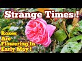 Roses Are Flowering In Early May ! Strange Times, No Dig Allotment Cottage Garden &amp; Fruit Orchard