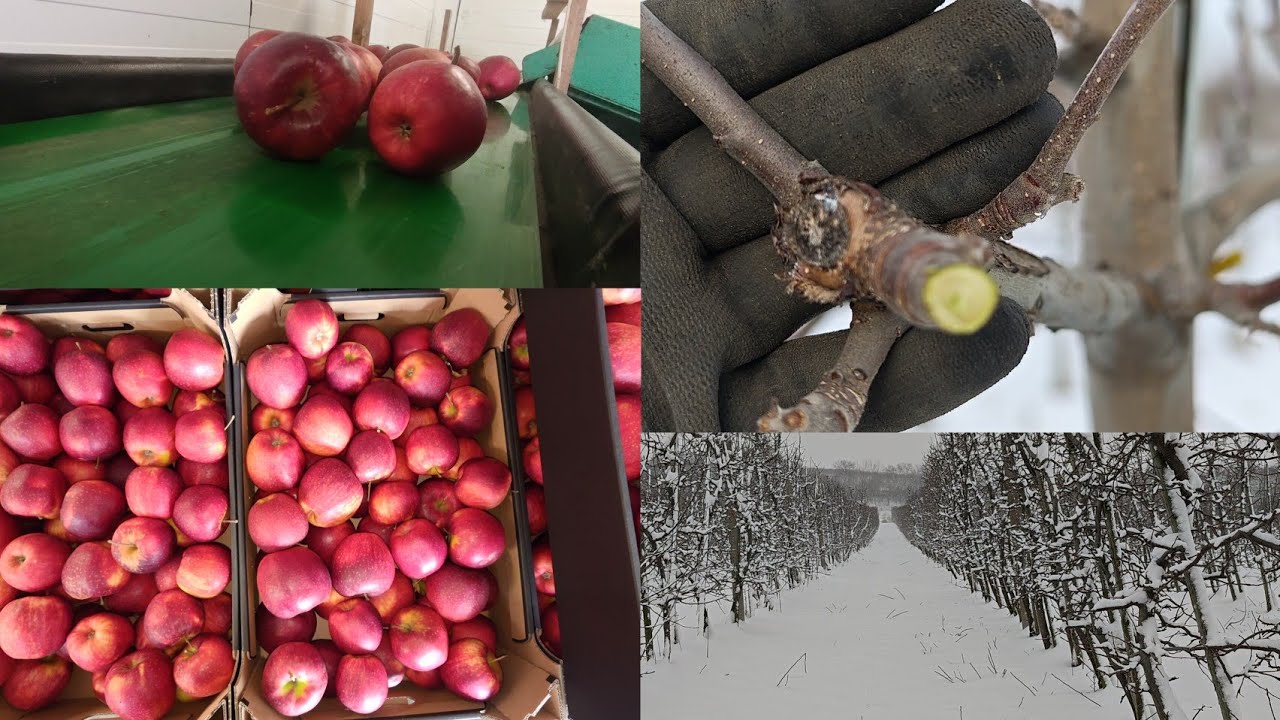 Z Sadu 15-02-2026 A już było tak pięknie Cięcie, Handel, Cena #3sady #sadownictwo #sad #ogrodnictwo