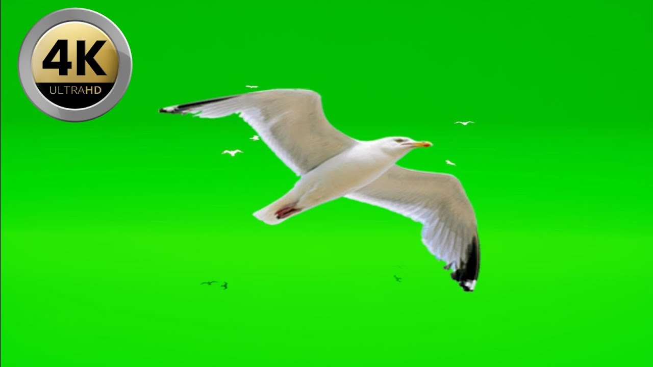 014 - Green Screen | Chroma Key | Animal 4K | seagull - YouTube