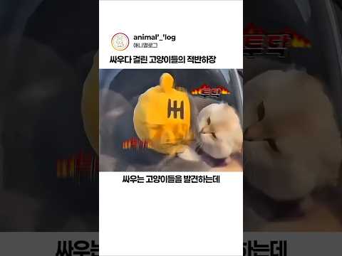 싸우다 걸린 고양이들의 적반하장 #고양이 #싸움 thumbnail