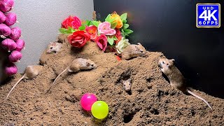 Cat TV for Cats to Watch - Mouse Digging Burrows in sand to Hide & Seek in Jerry Hole for Ball Pit