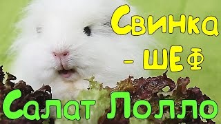 🍴 Свинка-шеф 🌱САЛАТ ЛОЛЛО РОССО🌱 🍴 Свинка-шеф 🌱САЛАТ ЛОЛЛО РОССО🌱