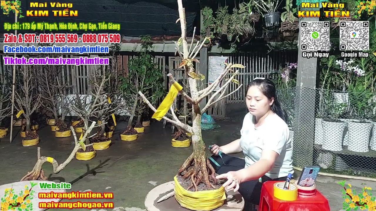 Phôi Mai Thủ Đức Giá Rẻ Bao Ship Bao Sống Toàn Quốc - Mai Vàng Kim Tiền Chợ Gạo