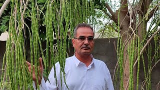 أزرعوا المورينجا أو المورنغا أو المورنگا moringa قناة عالم الزراعة والنباتات المنزلية بثًا مباشرًا