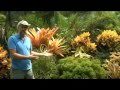 Tropical Plants: Down & Dirty With Jim Martin