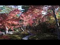 流響院の秋