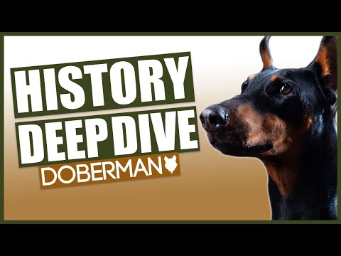 Video: The History Of The Origin Of The Doberman Dog Breed