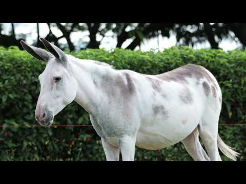 LOTE 17 ROSINHA OFICIAL