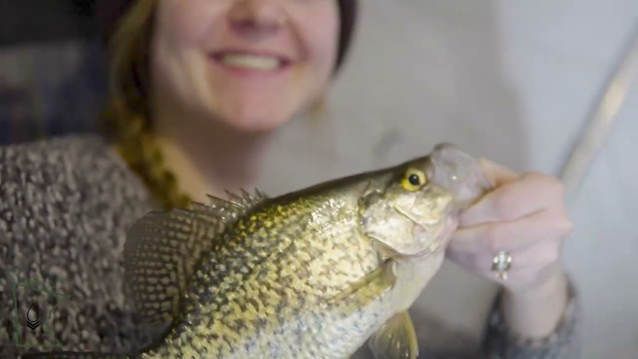 PingLive MINI - ACCUPHY - Ice Fishing - Crappies