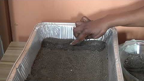 Experiment to show how plants drink - Montessori Botany