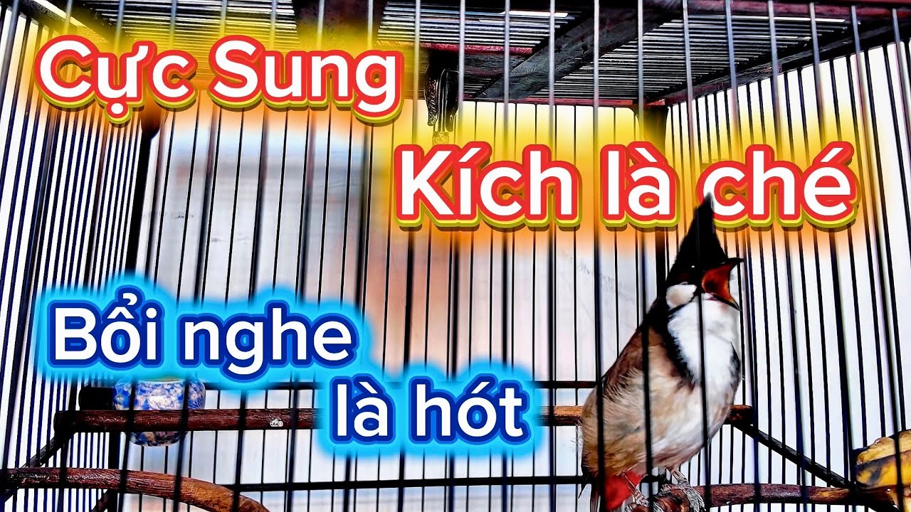 Vlog 46 : Chào mào Kích bổi hót , Luyện chào mào hót đấu , Kích chào mào căng lửa