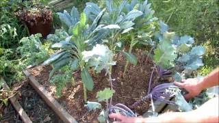 Getting Kale Ready to Thrive in the Fall: Whiteflies, Insects, Treatments & Edible Spring Flowers