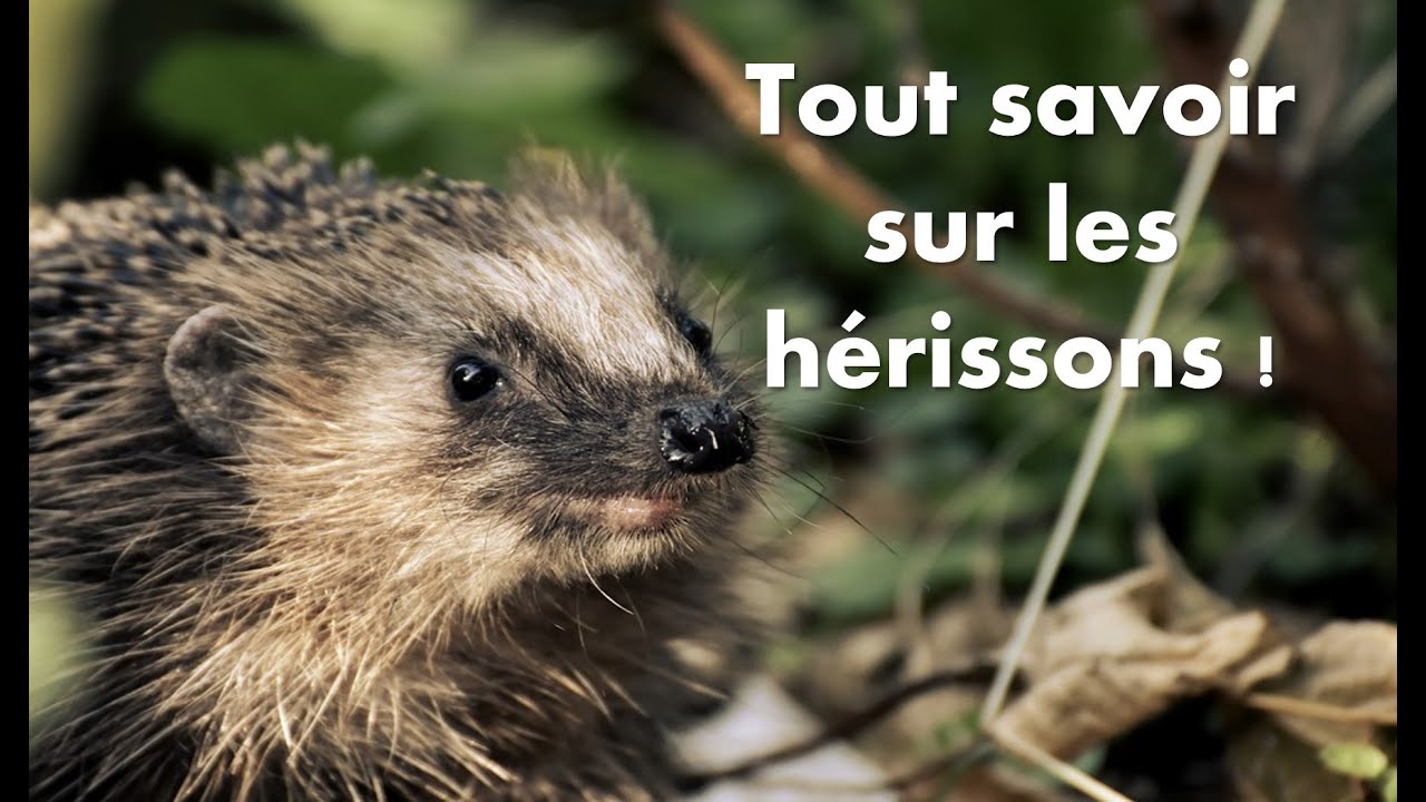 Tout savoir sur les hérissons 🦔 - YouTube