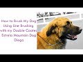 How to Brush My Dog Using Line Brushing  with my Double Coated Estrela Mountain Dog Diego