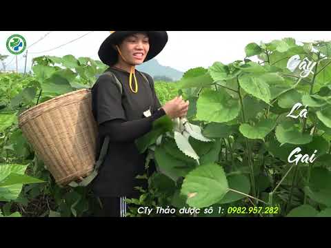 Video Cây lá gai dược liệu quý phòng nhồi máu cơ tim, xơ vỡ... - youtube