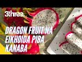 Dragon fruit na eikhoida piba kannaba