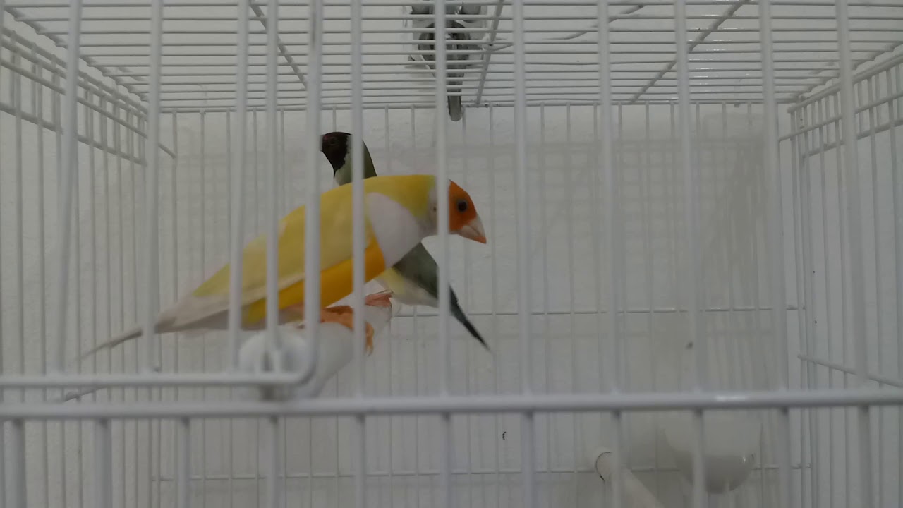 Porque meus diamantes de gould joga os filhotes para fora do ninho?