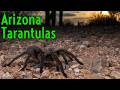 WE CAUGHT a Tucson BRONZE Tarantula! Finding SPIDERS in Arizona