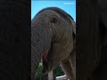 Elephant vs Rhino: Who crushes the watermelon best?