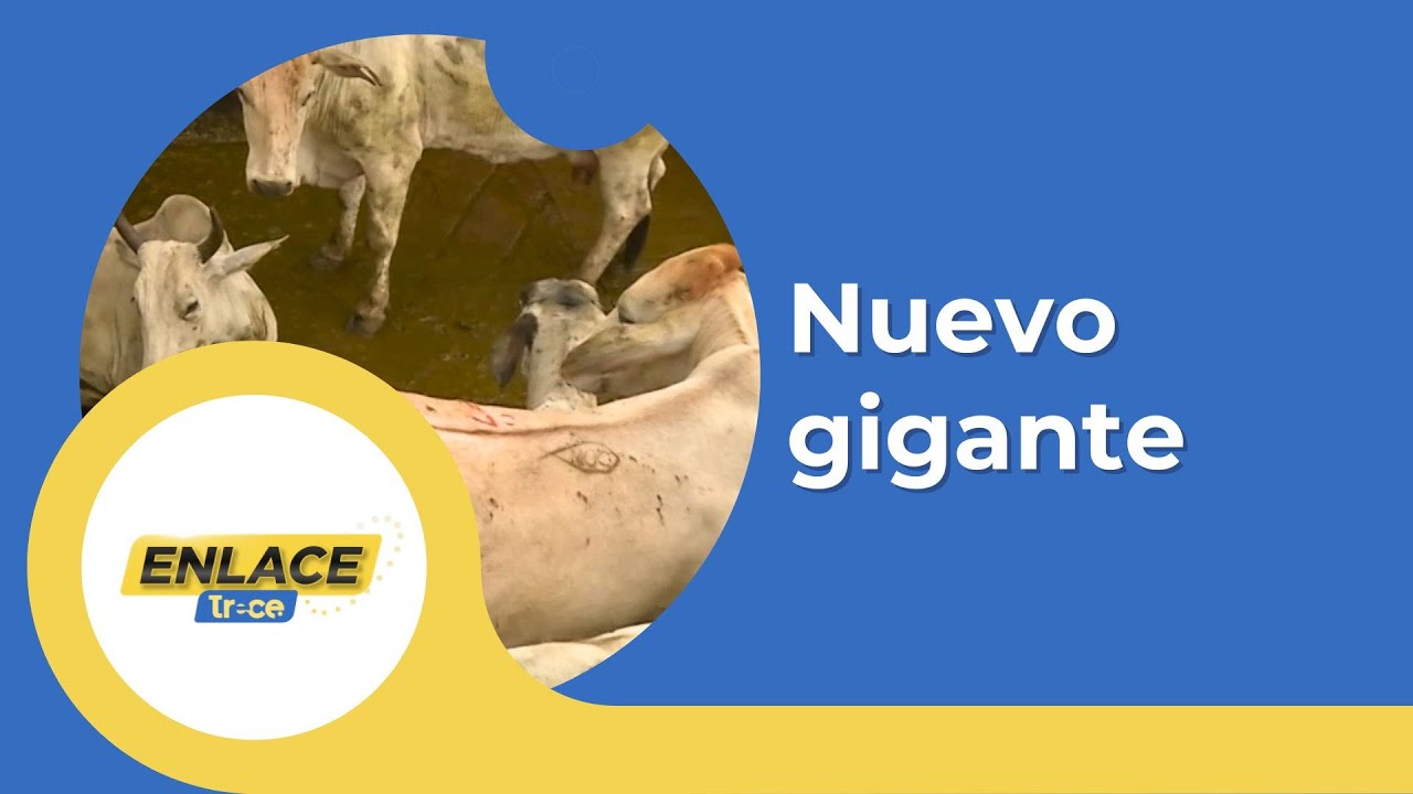 Chipaque, Cundinamarca: ¡Un nuevo gigante en la industria frigorífica! | Noticias Enlace Trece