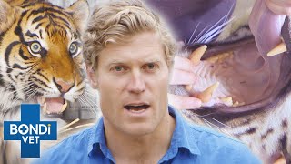 Vet Has Only Minutes To Operate On Big Tiger Before She Wakes Up  | Bondi Vet Clips | Bondi Vet