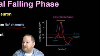 55.  Neuron Signaling and action potential