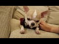 助けてください、突然チワワ犬の頭に複数の原因不明タンコブ。病気?スムチー、スムースチワワ。Sudden bump. please tell me the reason.