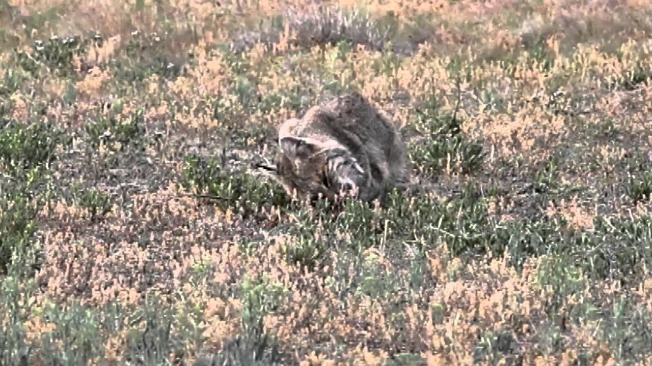 wildlife videographer jobs Texas WIld: Bobcat eats a blacked tailed prairie dog
