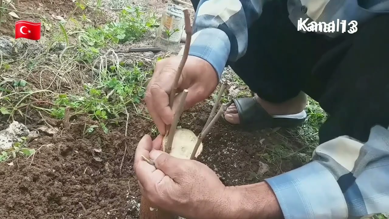 Şamı Dut Aşısı Nasıl yapılır?Çok kolay  %100 başarılı yapılış  Sonuç 5 te 5.  17 mart 20 mayıs 2025