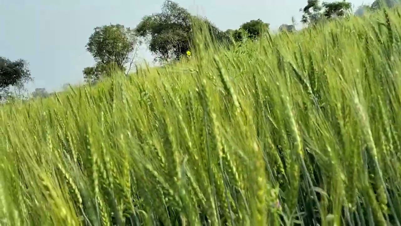 हेलो दोस्तों नमस्ते हमारे ब्लॉक में सभी को स्वागत है लेकरसब्सक्राइब करें 🙏🙏👌🌹🌺