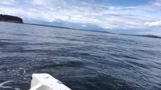 Killer Whale freak out