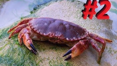 Crab-Com (Phoenix Point) Episode 2