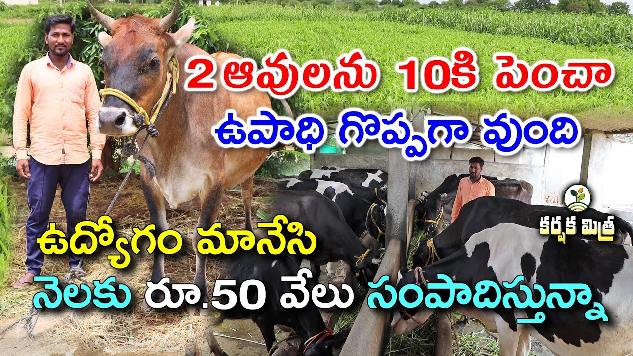పాడి పరిశ్రమ గొప్పగా వుంది || కష్టం నాదే..ఫలితం నాదే || Profitable Dairy Farming || Karshaka Mitra