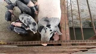 A gist of Pig Breeder Block at Leikol Pig Farm, Manipur