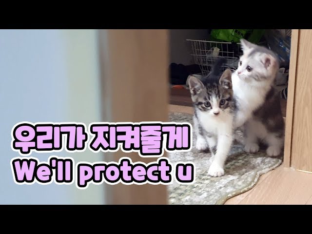 My Two Little Guards Protect Me From Poop! // 똥누는 집사를 지켜주는 든든한 두 꼬마 경호원